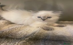 Ragdoll cats for sale: Last boy girl Hcm pkd so loving  playful cutie  - Image 34
