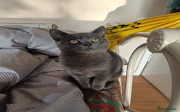 British Shorthair cats for sale: full pedigree british short hair girl  - Image 9
