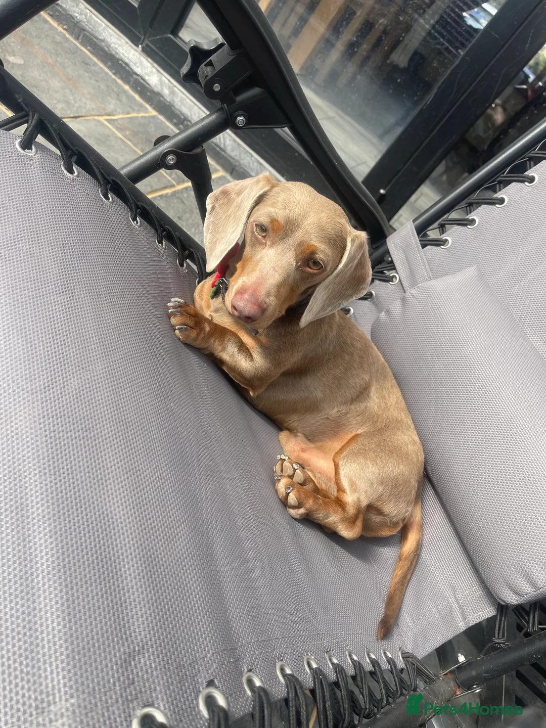 Miniature Dachshund dogs for stud: Milo “Gre Cyrus” in Newport - Advert 3