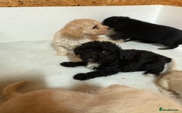 Jackapoo dogs for sale: Absolutely stunning jackapoo - Image 2