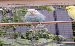 Budgerigars birds for sale: Young budgies, easily tamed - Image 8