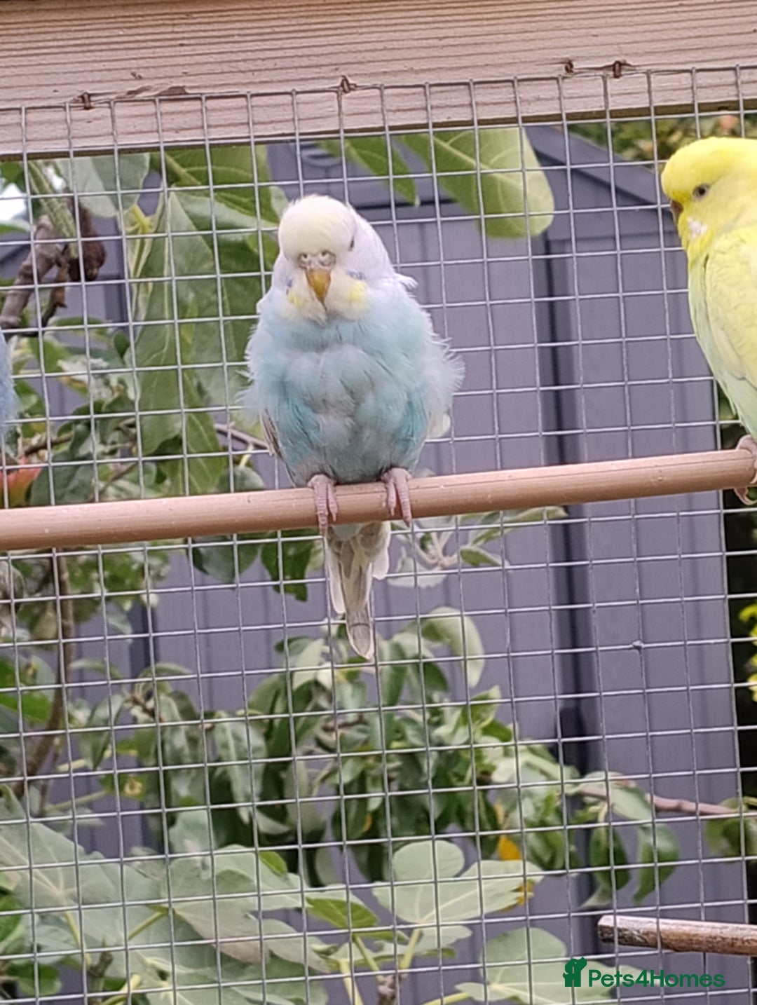 Budgerigars birds for sale: Young budgies, easily tamed - Image 8