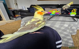 Cockatiels birds for sale: Handreared Cockatiels - Image 5