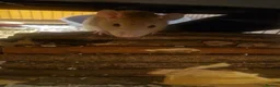 Rat rodents for sale: Rehoming 3 rat girls in Reading - Advert 3