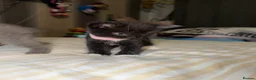 Mixed Breed cats for sale: RARE Gorgeous ScottishFold&British ShortHair  - Advert 21