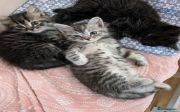 Mixed Breed cats for sale: 4 Sweet kittens!! - Image 4