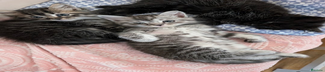 Mixed Breed Kitten 2