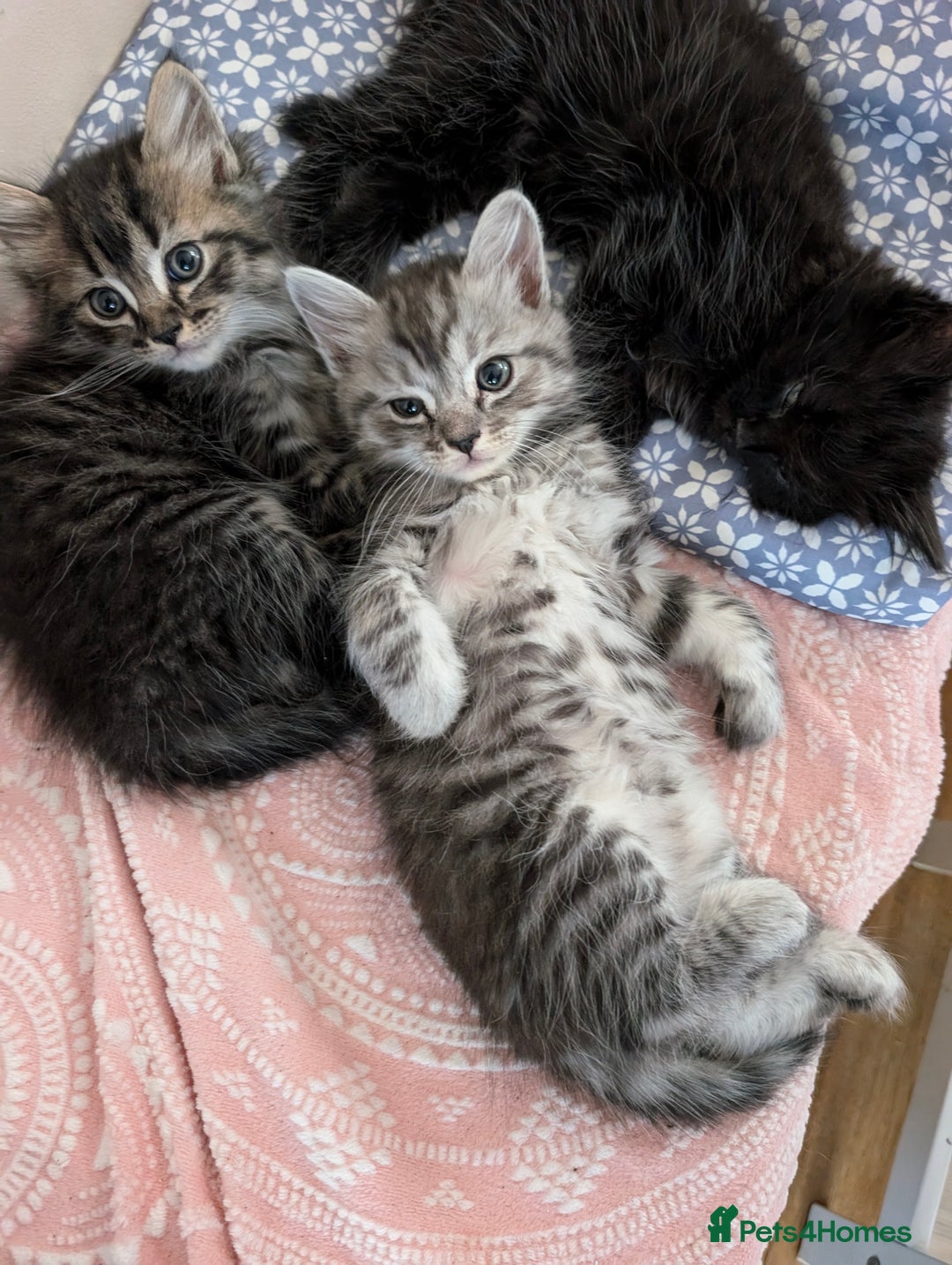 Mixed Breed cats for sale: 4 Sweet kittens!! - Image 4