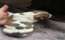 Jack Russell dogs for sale: ** Stunning Pure Miniature Jack Russell Pups ** - Image 17