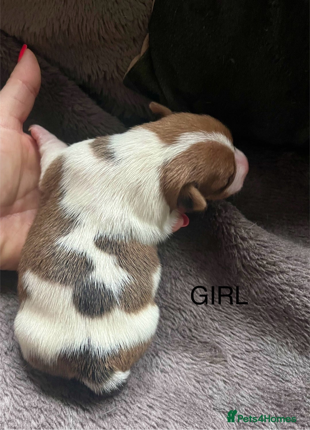 Jack Russell dogs for sale: ** Stunning Pure Miniature Jack Russell Pups ** - Image 17