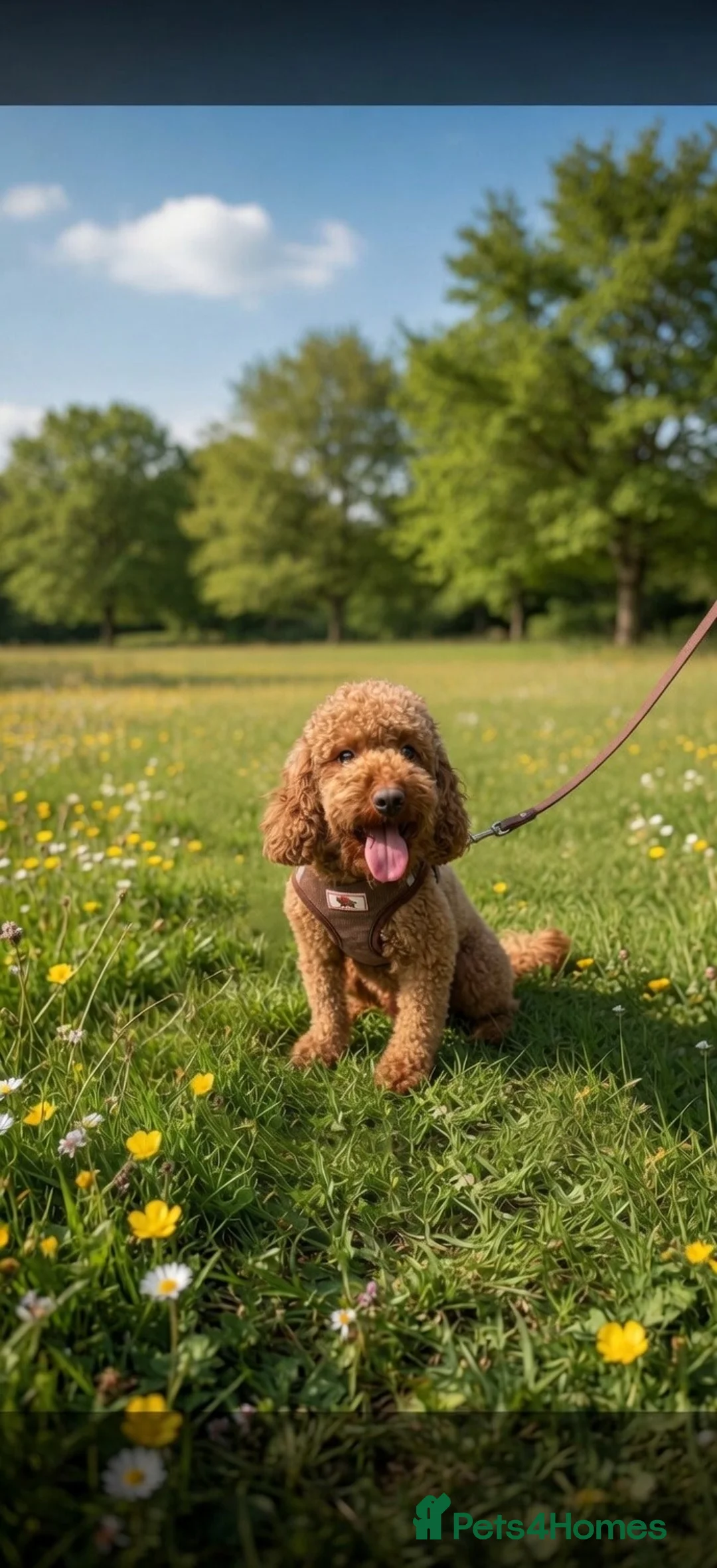 Toy Poodle dogs for sale: Red toy Poodle  - Advert 1
