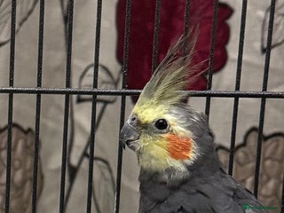 Cockatiels birds Baby Male Cockatiel - lovely condition - Advert 14