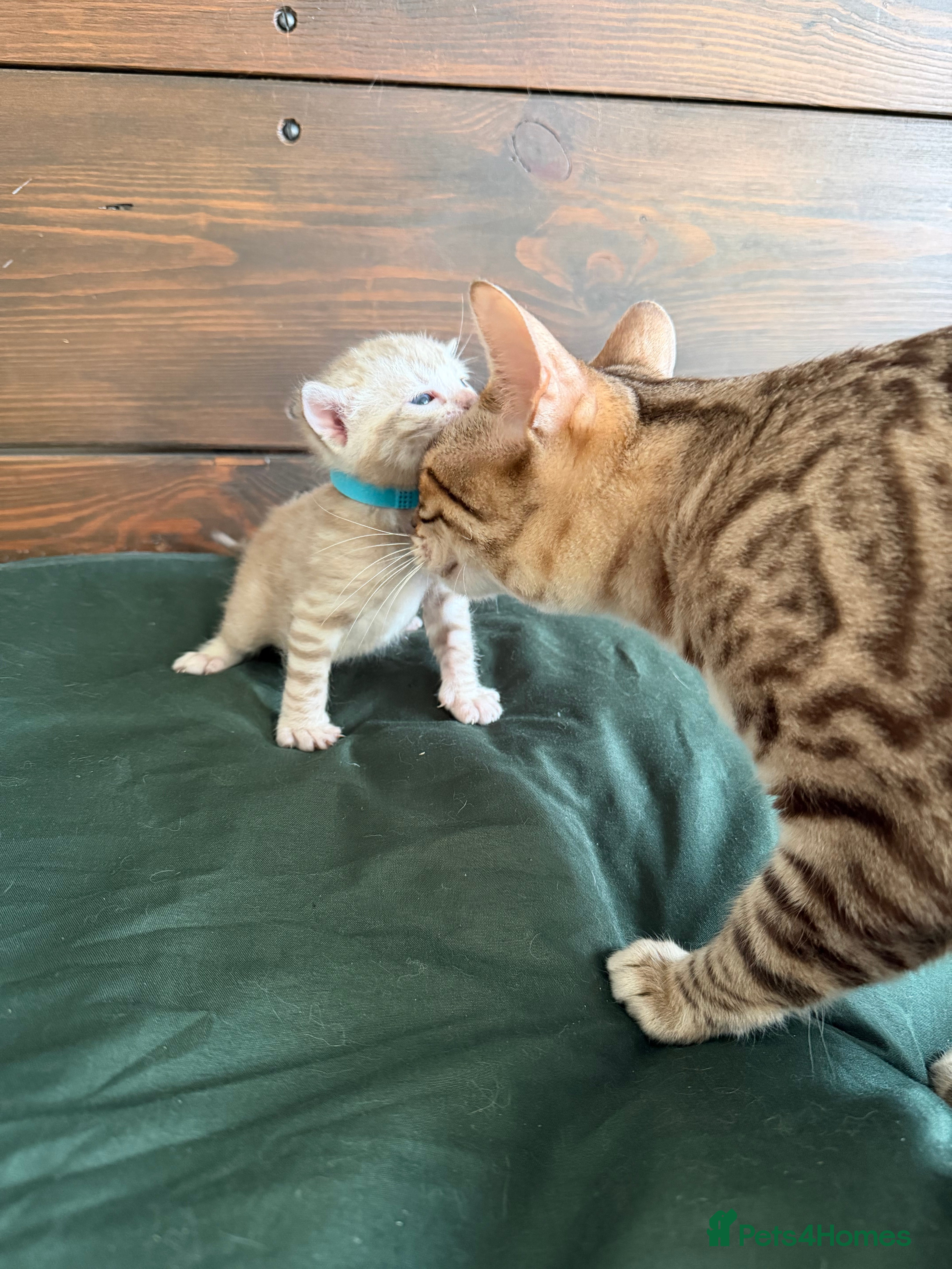 Bengal cats 🏆 Snow Bengal Kittens, TICA Registered, Pet only! - Advert 2
