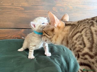 Bengal cats 🏆 Snow Bengal Kittens, TICA Registered, Pet only! - Advert 2