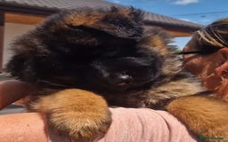 German Shepherd dogs for sale: TOP QUALITY LINES GSD PUPS AVAILABLE NOW - Image 18