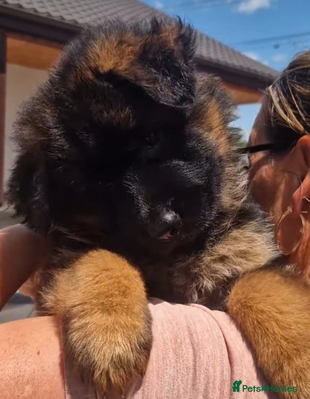 German Shepherd dogs for sale: TOP QUALITY LINES GSD PUPS AVAILABLE NOW - Image 18