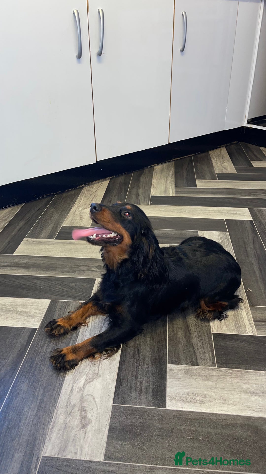 Cocker Spaniel dogs for sale: Black and Tan cocker spaniel female&male  - Advert 1