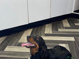 Cocker Spaniel dogs Black and Tan cocker spaniel female&male - Advert 1