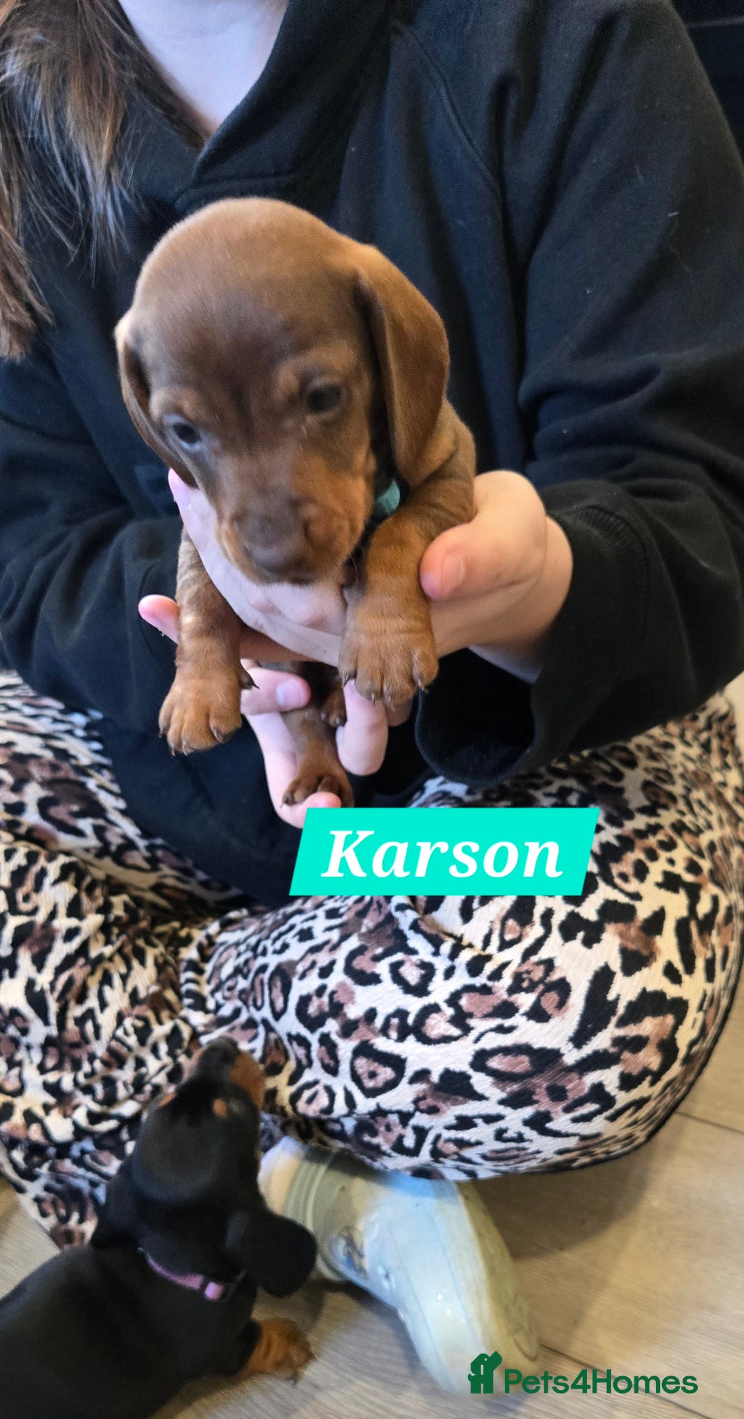 Dachshund dogs for sale: Beautiful Daxis - Advert 18