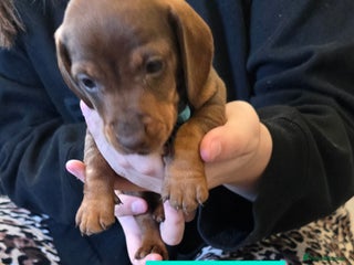 Dachshund dogs Beautiful Daxis - Advert 15