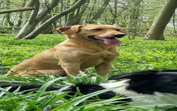 Labrador Retriever dogs for stud: ⭐️REGGIE⭐️ PROVEN KC REG WORKING LABRADOR STUD in Chelmsford - Image 5