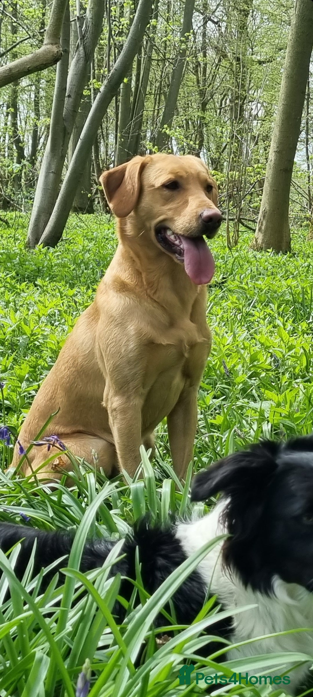 Labrador Retriever dogs for stud: ⭐️REGGIE⭐️ PROVEN KC REG WORKING LABRADOR STUD in Chelmsford - Image 5