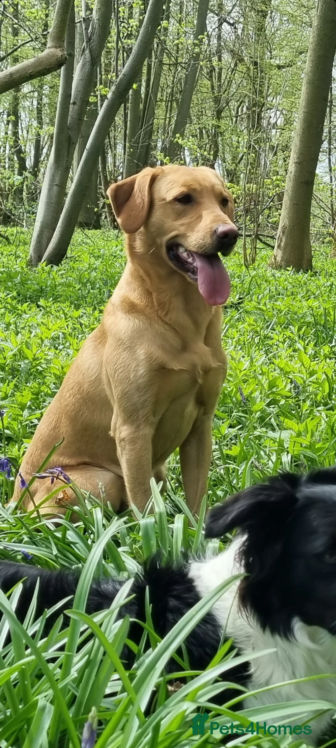 Labrador Retriever dogs for stud: ⭐️REGGIE⭐️ PROVEN KC REG WORKING LABRADOR STUD in Chelmsford - Advert 5