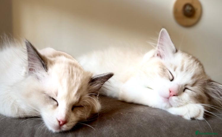 Ragdoll cats - Advert 12