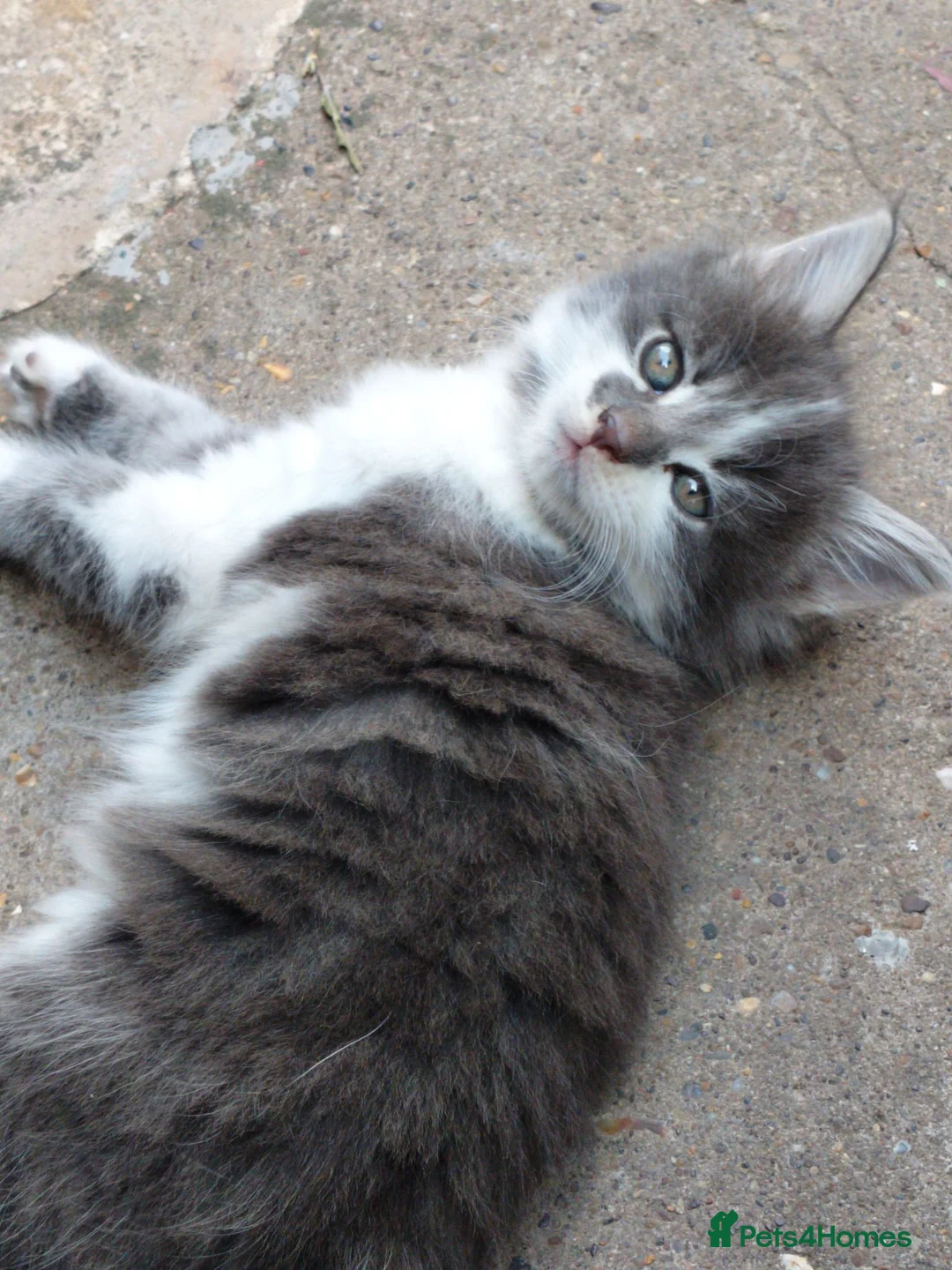 Mixed Breed cats for sale: Kitten for rehoming  in Mansfield - Advert 37