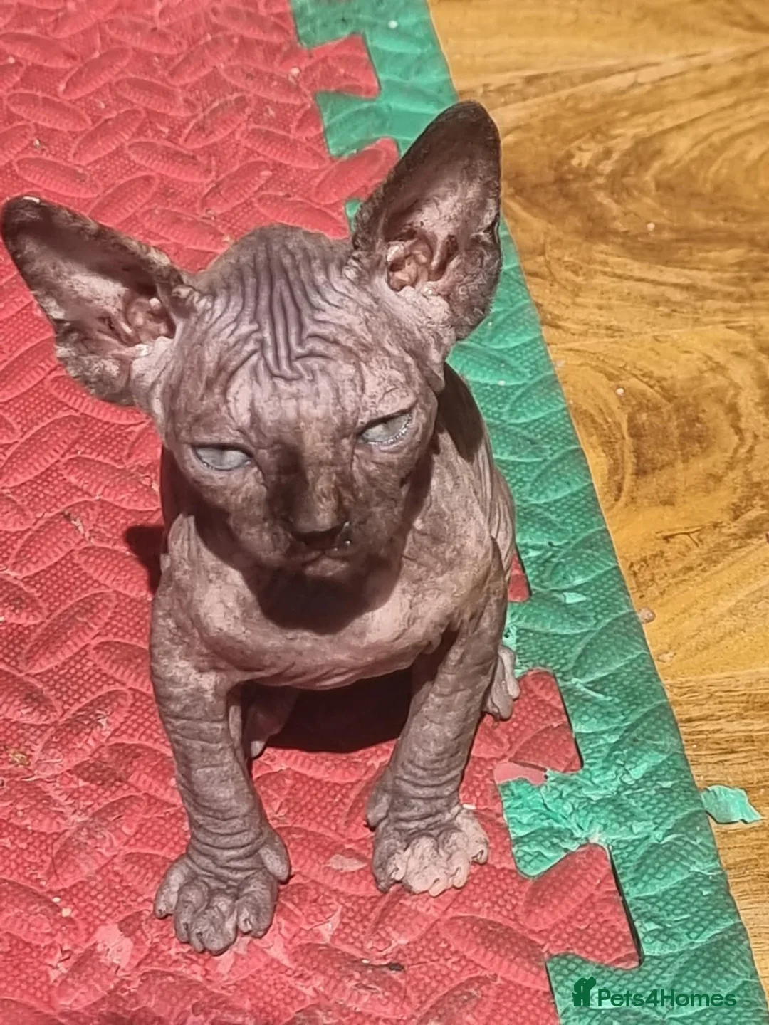 Sphynx cats for sale: Sphynx kitteens in Dewsbury - Advert 2