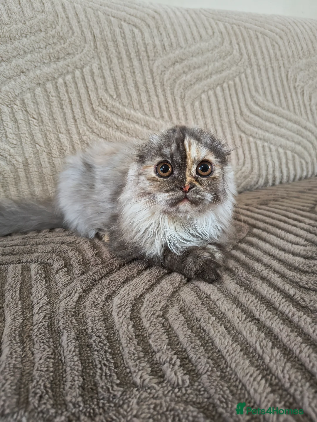 Scottish Fold cats for sale: Scottish fold and straight ear girl's ❤️ - Advert 10