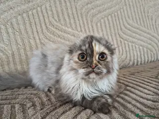 Scottish Fold cats Scottish fold and straight ear girl's ❤️ - Advert 2