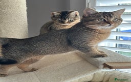 British Shorthair cats for sale: READY NOW! 2 available girls - Advert 10