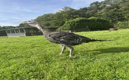 Turkeys poultry for sale: 10 Turkeys looking for new home  - Image 1