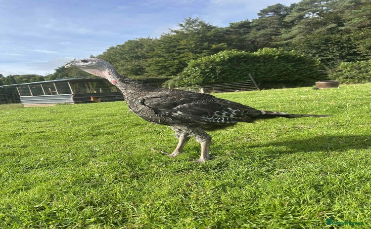 Turkeys poultry - Advert 1