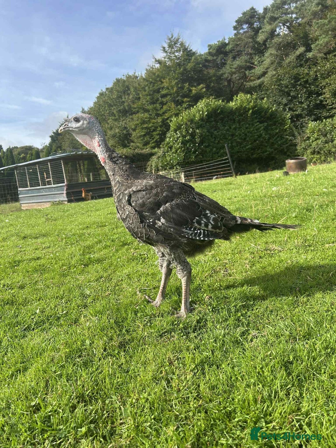 Turkeys poultry for sale: 10 Turkeys looking for new home  - Image 1