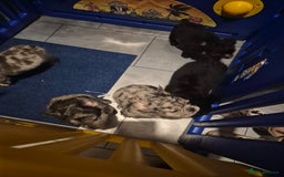 French Bulldog dogs for sale: Fluffy french bulldog puppies - Image 11