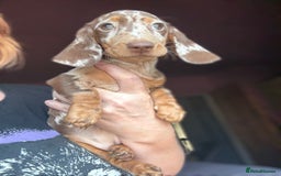 Dachshund dogs for sale: Kc reg first vac chipped licensed bundles of love  - Image 19