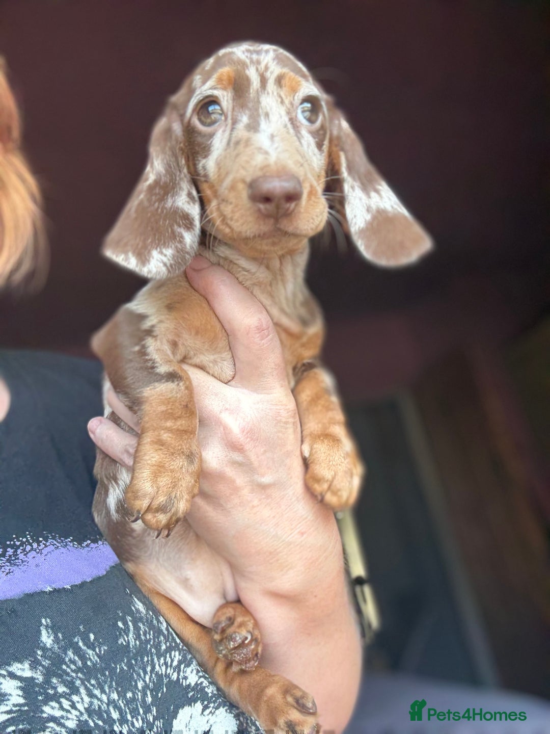 Dachshund dogs for sale: Kc reg first vac chipped licensed bundles of love  - Image 19