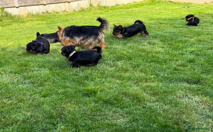 Yorkshire Terrier dogs - Advert 4