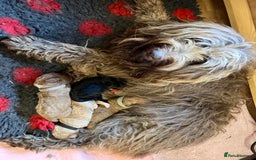 Australian Labradoodle dogs for sale: Stunning miniature Australian labradoodles - Image 23