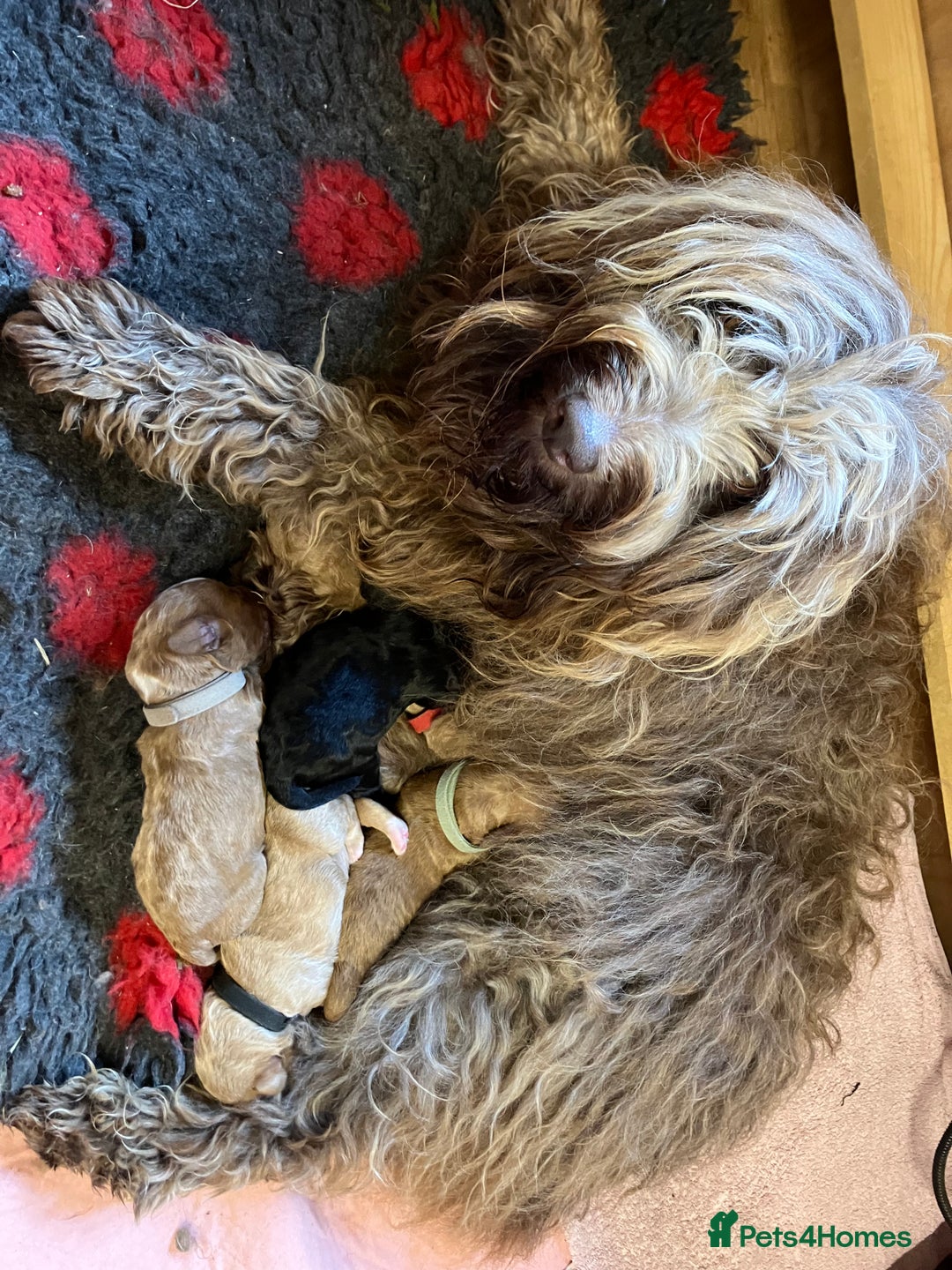 Australian Labradoodle dogs for sale: Stunning miniature Australian labradoodles - Image 23