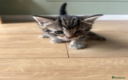 Domestic Shorthair cats for sale: 4 female domestic shorthair kittens - Image 1