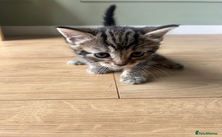 Domestic Shorthair cats - Advert 3