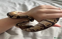 Python Snake reptiles for sale: Young Ball pythons  - Advert 2