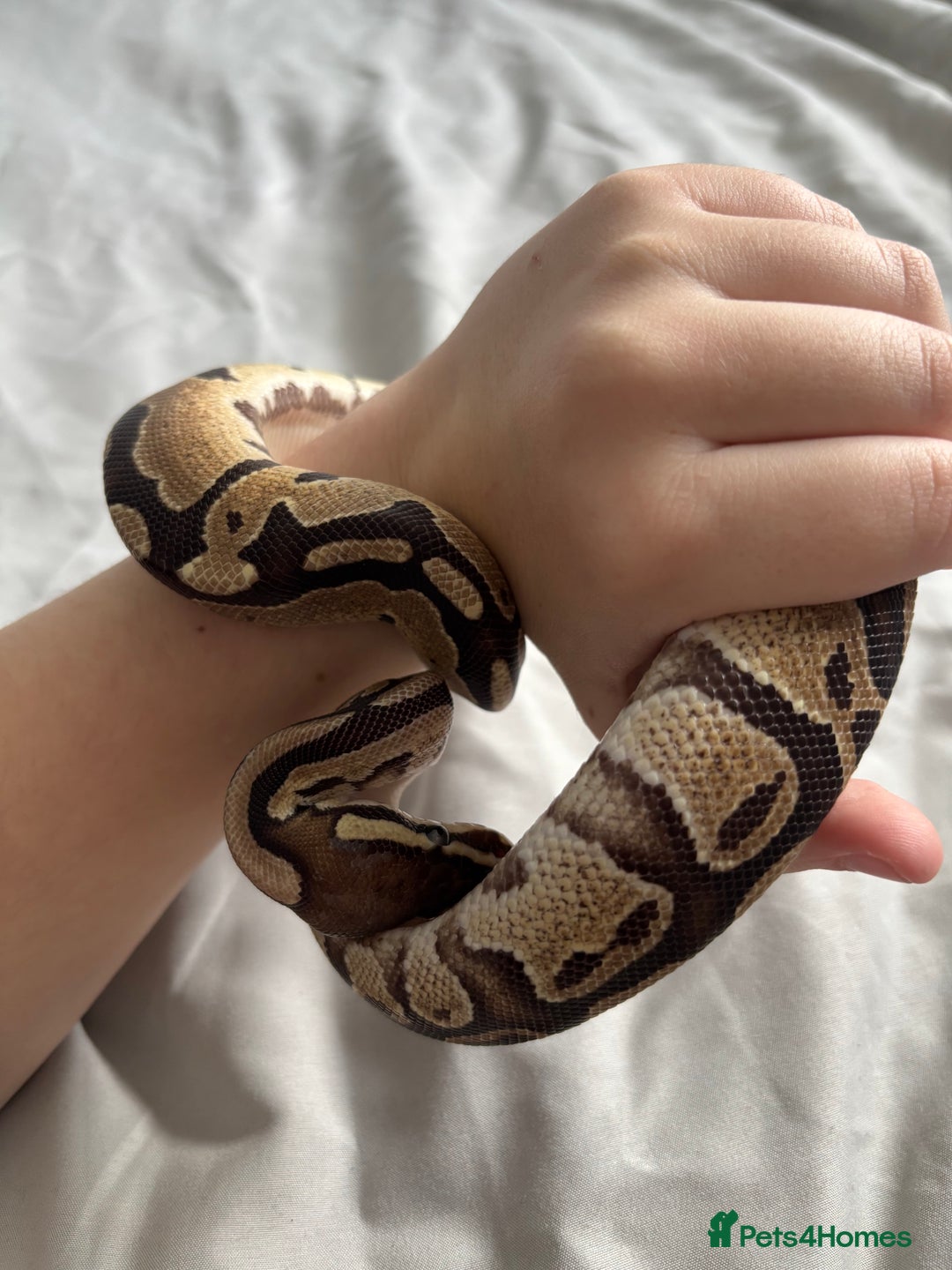 Python Snake reptiles for sale: Young Ball pythons  - Advert 2