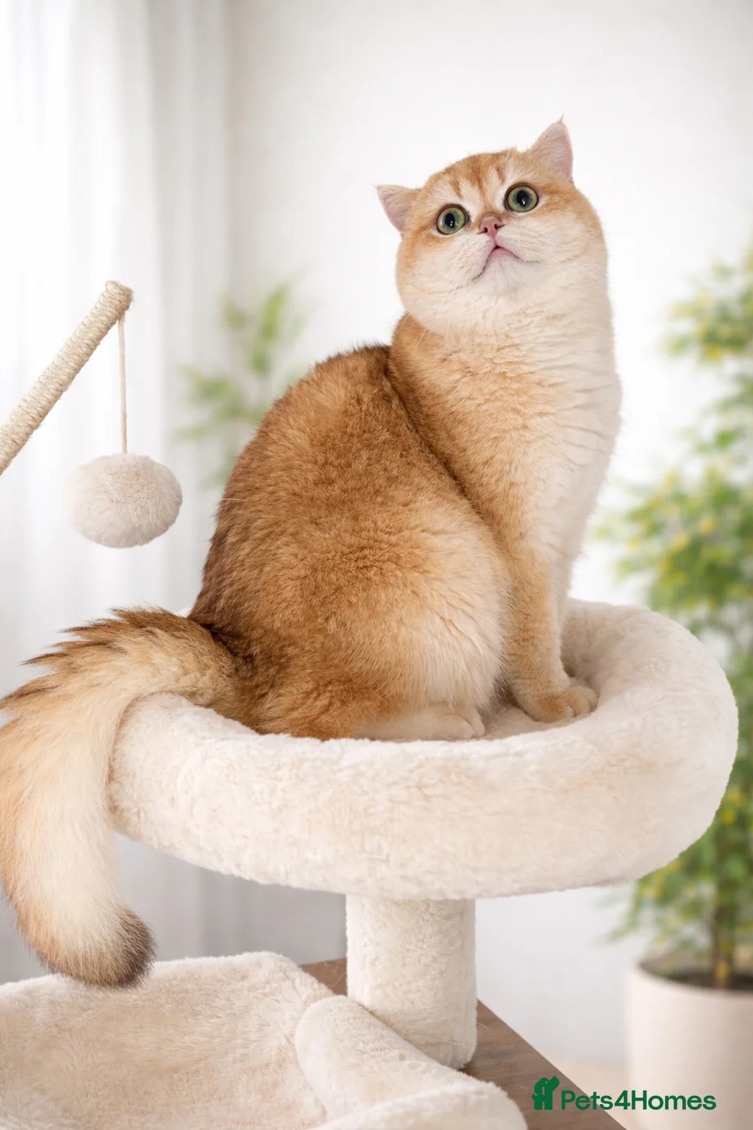 British Shorthair cats for sale: 🏆Tica registered BRI ny12 British Shorthair Boy🏆 - Advert 1