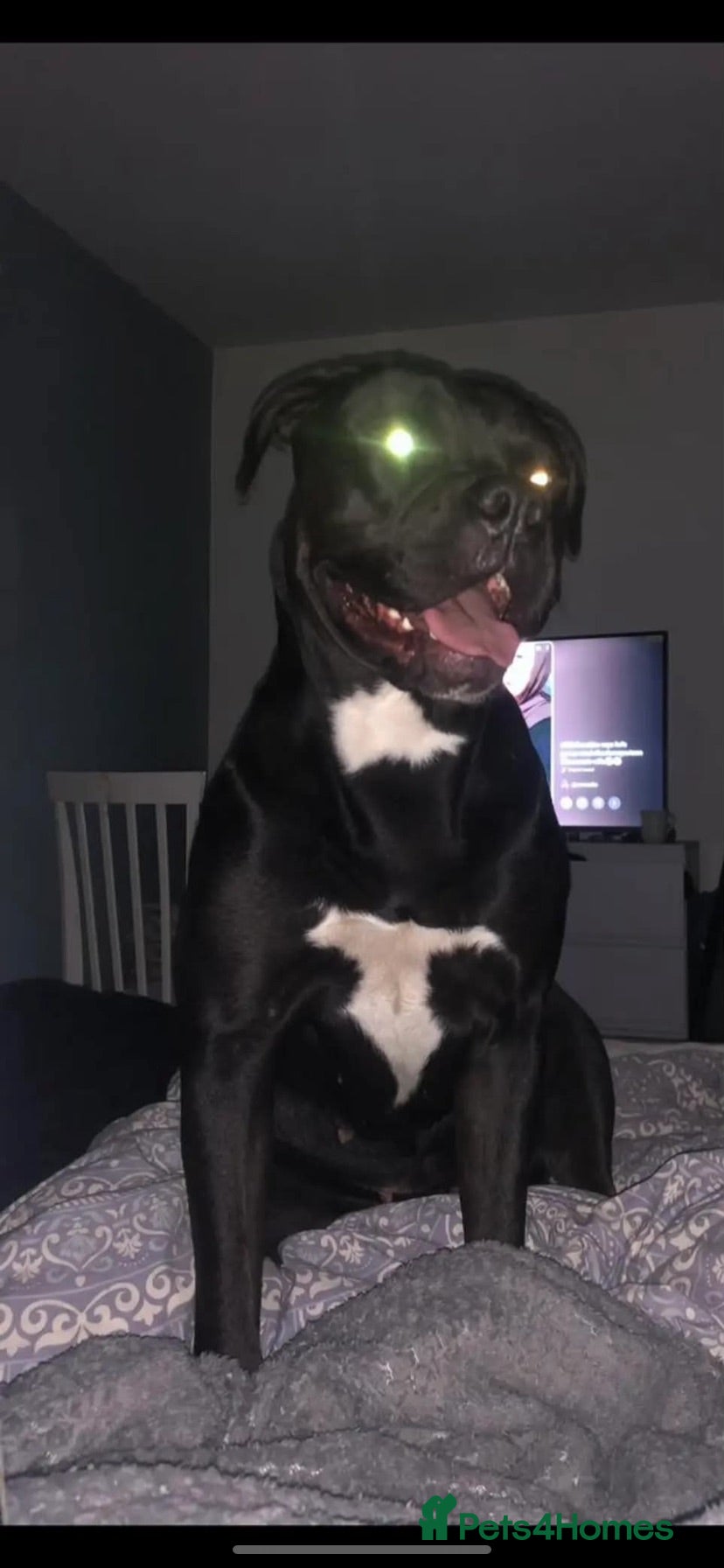 Mixed Breed dogs Presa Canario Cross Labrador retriever - Advert 1