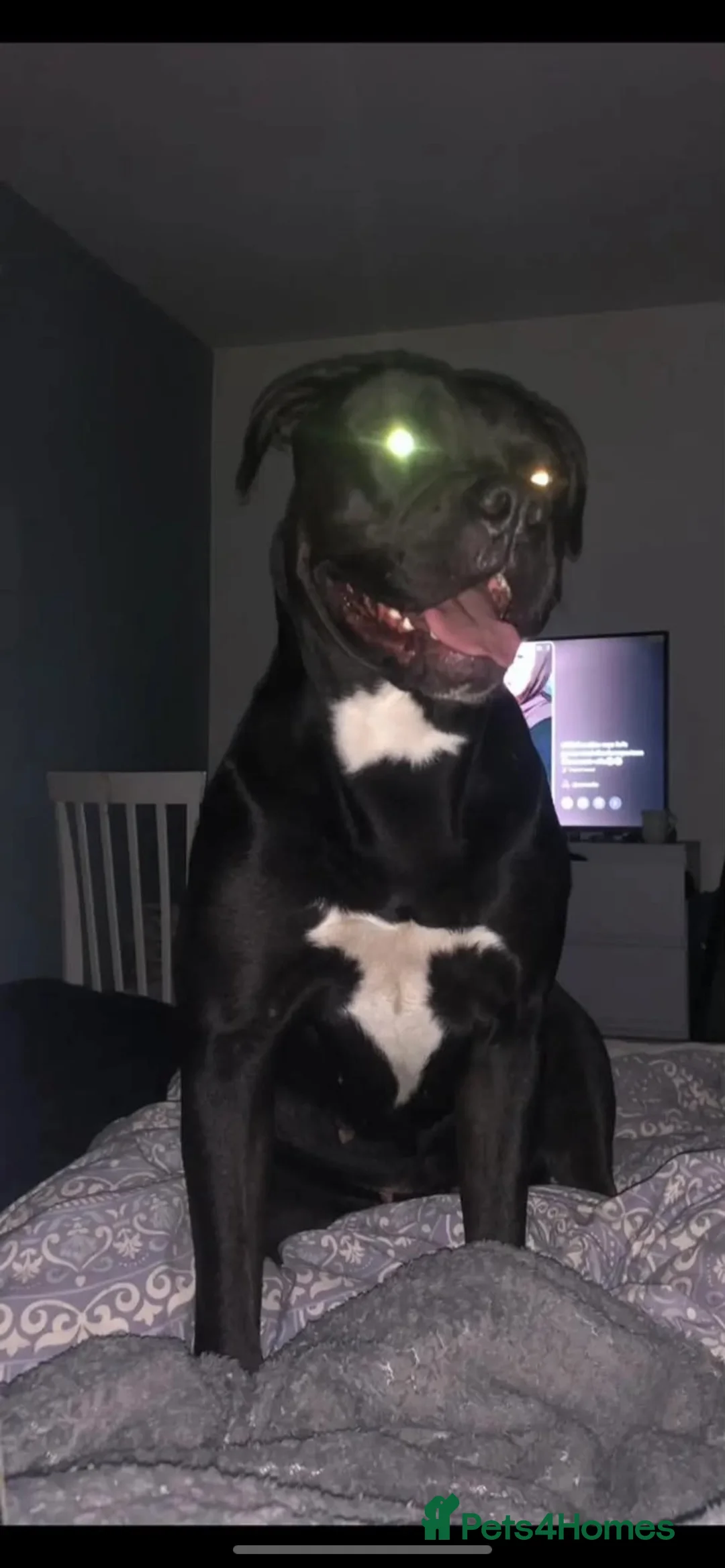 Mixed Breed dogs for sale: Presa Canario Cross Labrador retriever in Preston - Advert 1