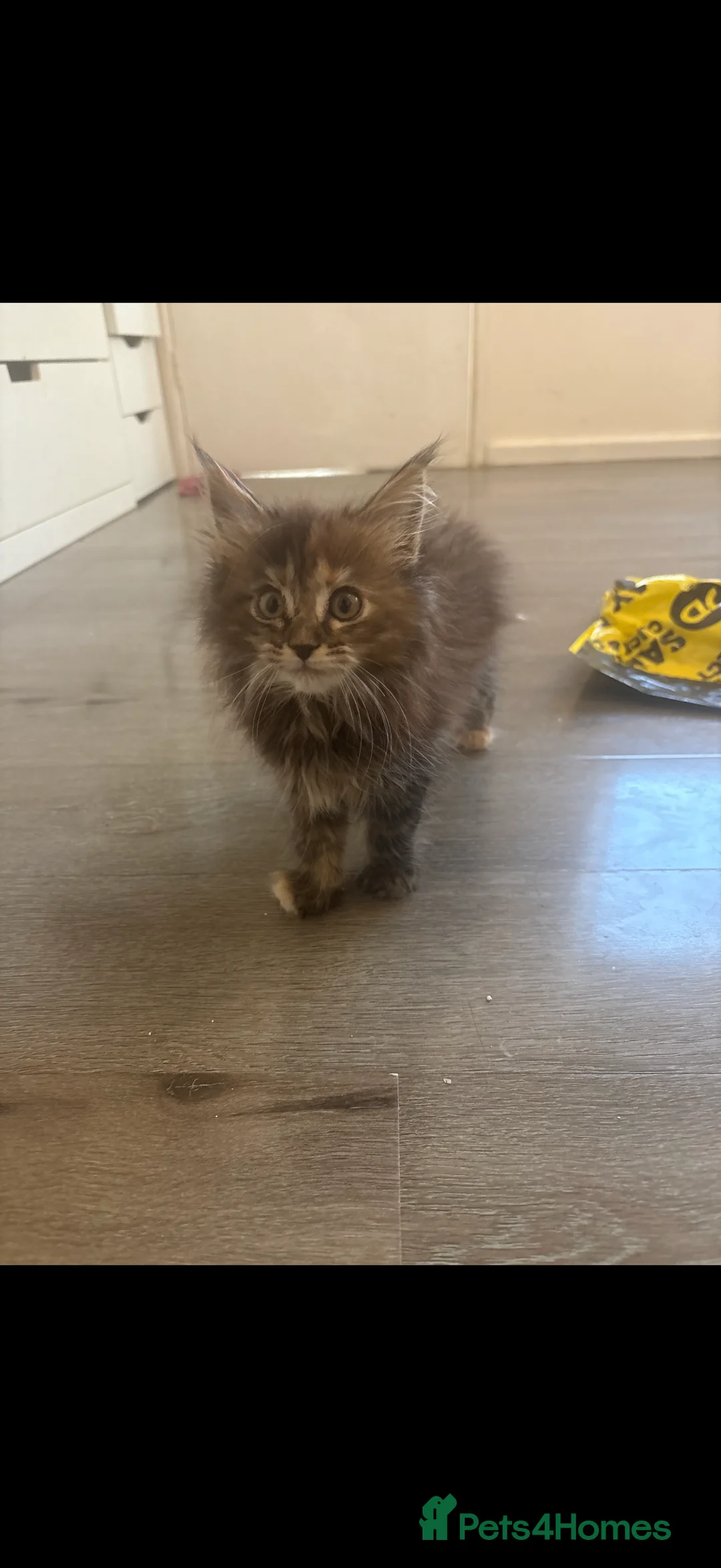 Maine Coon cats for sale: Xl Maine coons for sale - Advert 2